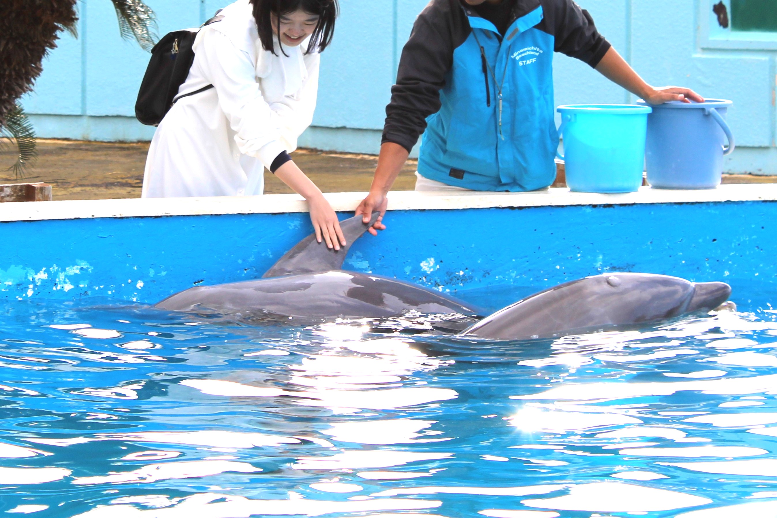 イルカにタッチしている写真